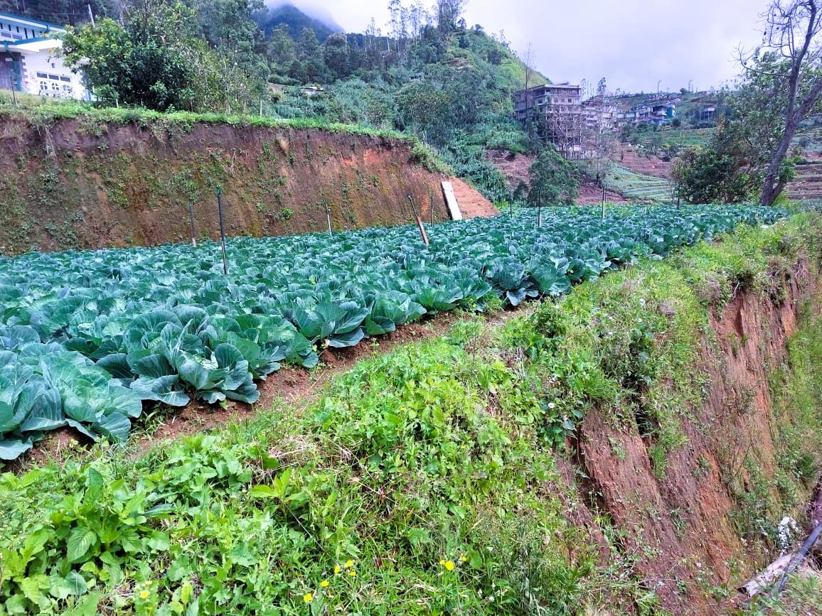 Verdant tea plantation views