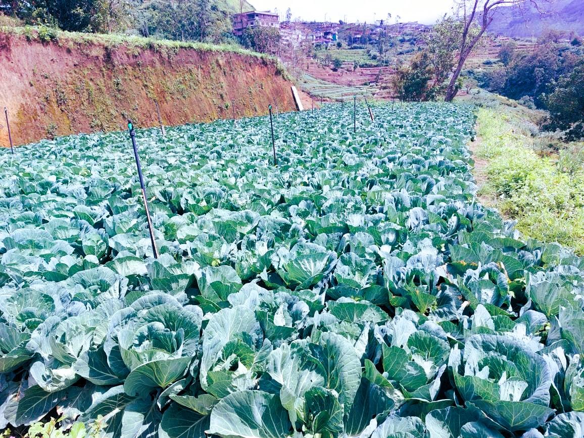 Misty mountain morning